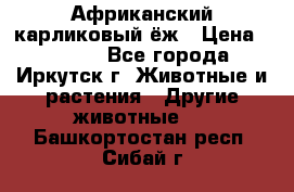 Африканский карликовый ёж › Цена ­ 6 000 - Все города, Иркутск г. Животные и растения » Другие животные   . Башкортостан респ.,Сибай г.